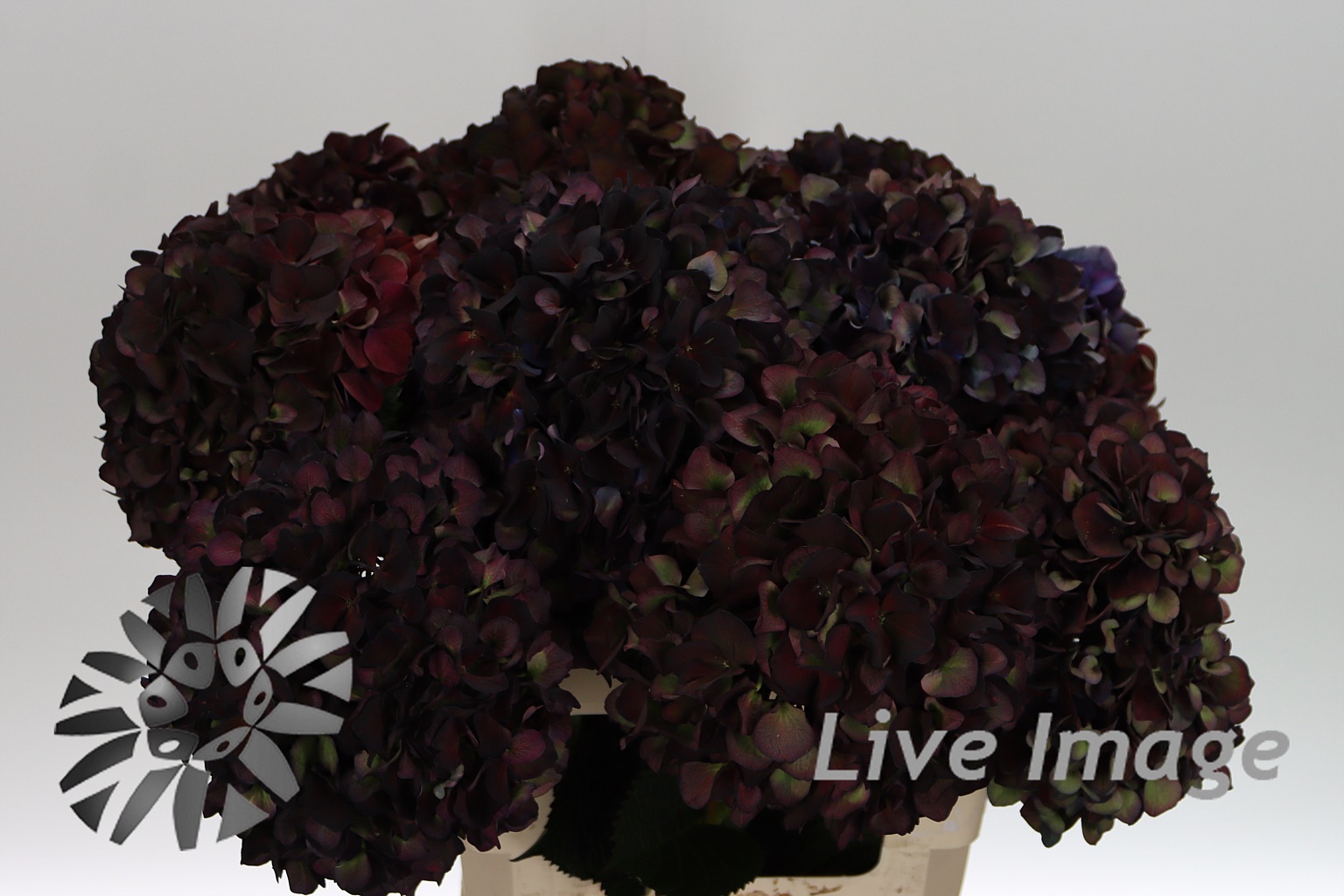 Bild på Hortensia Mag Ruby Red Purple