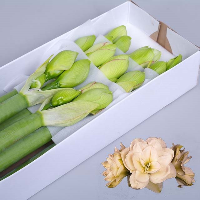 Bild på Amaryllis Double White Amadeus *8