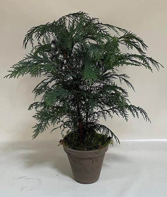 Bild på En Chamaecyparis Lawsoniana D18 X 4 lerkruka med m