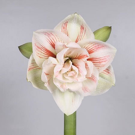 Bild på Krukväxter Amaryllis Nymph Dubbel Exklusiv *6