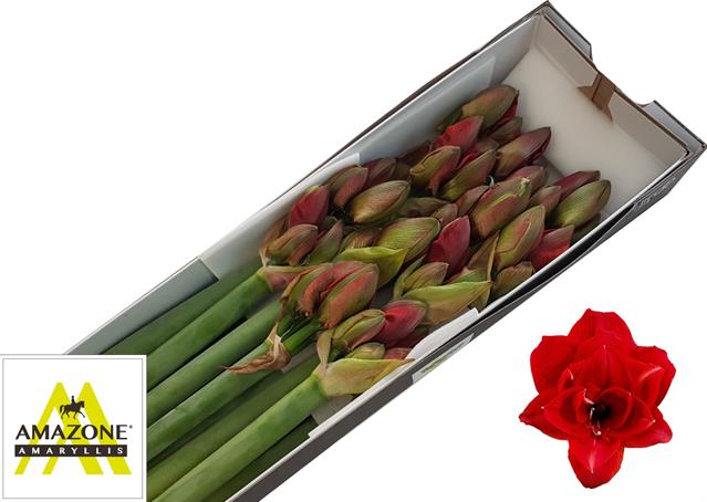 Bild på Amaryllis Dubbel Cherry Nymph *12