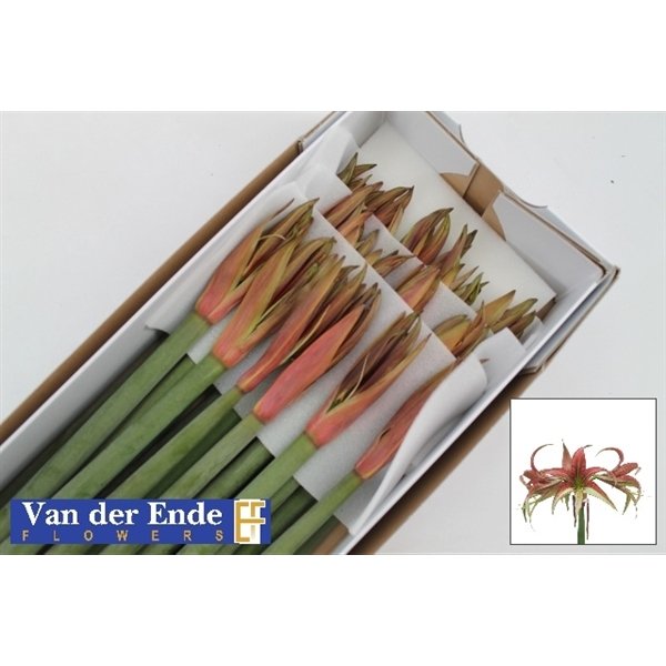 Bild på Amaryllis Mini Tango *25