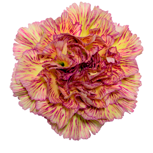 Bild på Lady sheen