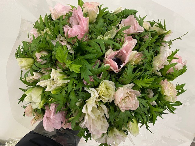 Bild på Anemoner Mistral Plus Hanoi