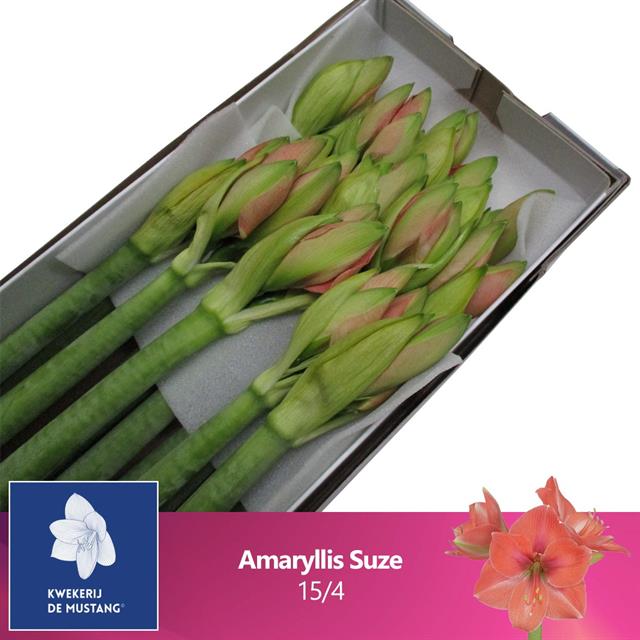 Bild på Amaryllis Suze *15