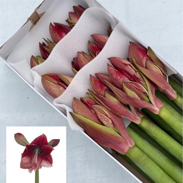 Bild på Amaryllis Maestro *12