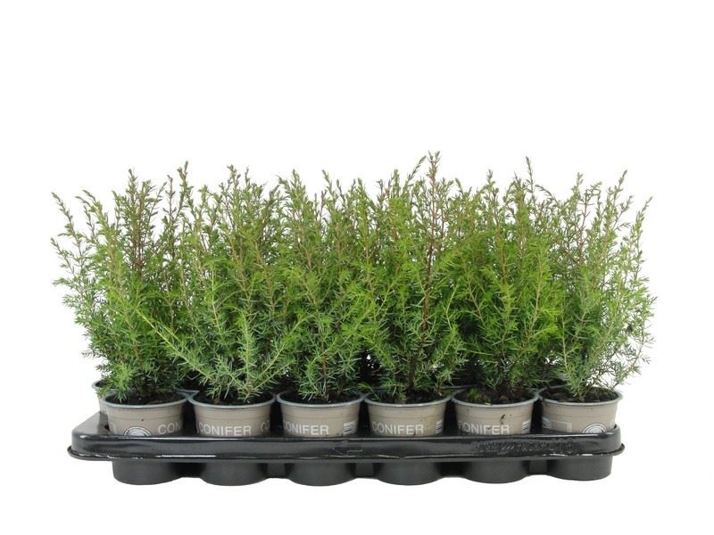 Bild på En Juniperus Communis D9 X 18 Suecica