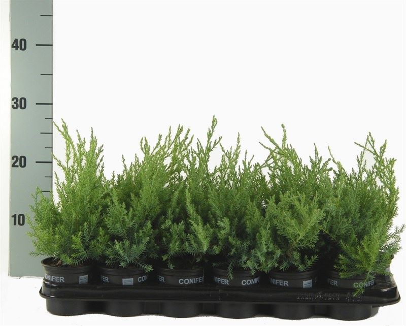 Bild på En Juniperus D9 X 18 Pfitzer Glauca