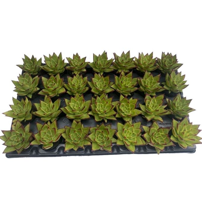 Bild på Echeveria Ebony i låda X 28