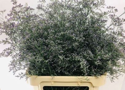 Bild på Limonium Beltlaard