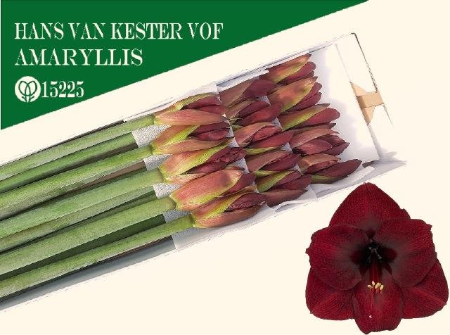 Bild på Amaryllis Night Fever *12