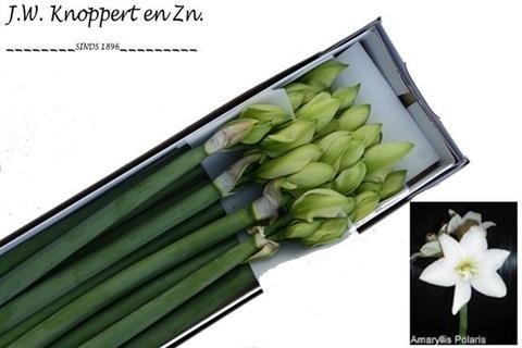 Bild på Amaryllis Polaris *12