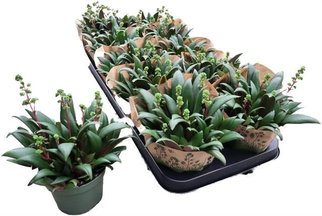 Bild på Crassula Rosularis D11 X 10 Vita blommor