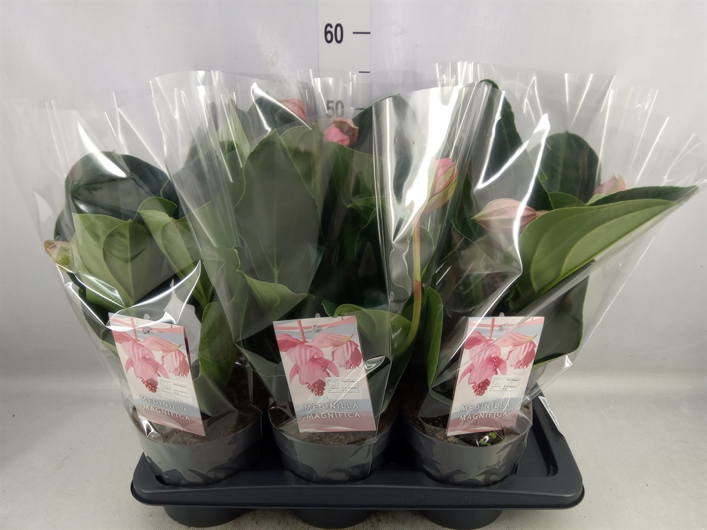 Bild på Medinilla Flamenco 1+D17 X 6 Rosenskärm