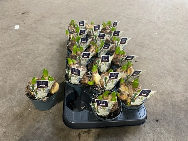 Bild på Krukväxter Hyacint Multiflora *18 Vit