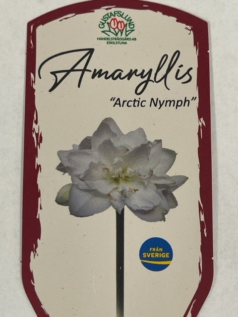 Bild på Amaryllis Jumbo 30/32 D15 X 6 Gustavslund Artic Ny