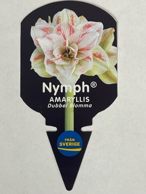 Bild på Amaryllis Jumbo 30/32 D15 X 6 Gustavslund Nymph Te