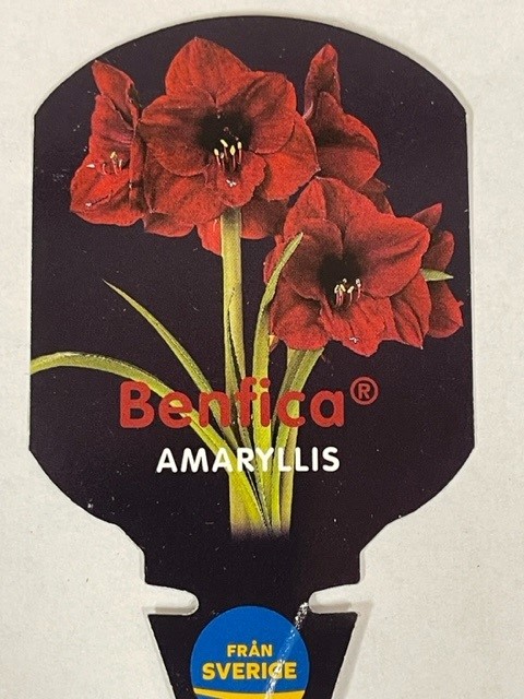 Bild på Amaryllis Exklusiv 30/32 D14 X 8 Benfica Gustavslu
