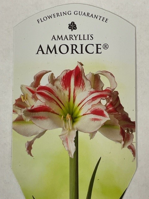 Bild på Amaryllis Jumbo 30/32 D15 X 6 Alverbäck Guldkruka