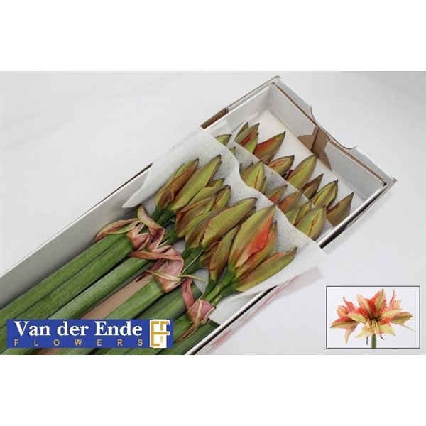 Bild på Amaryllis Bentley *15