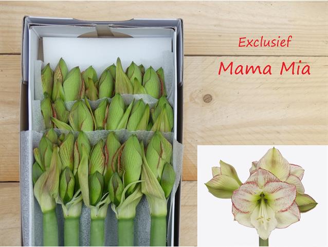 Bild på Amaryllis Mama Mia *12