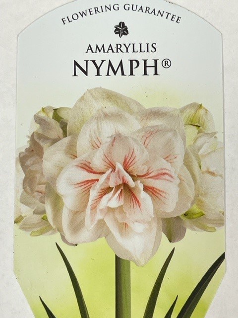 Bild på Amaryllis Jumbo 30/32 D15 X 6 Nymph Alverbäck Guld