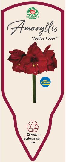 Bild på Krukväxter Amaryllis Jumbo Vinröd *6