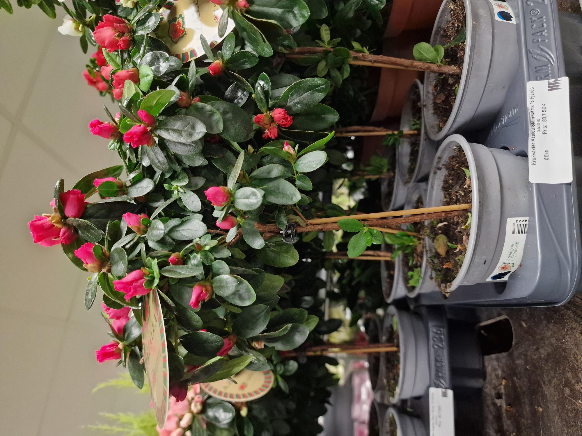 Bild på Krukväxter Azalea Stam Ceris *6 Fjärås