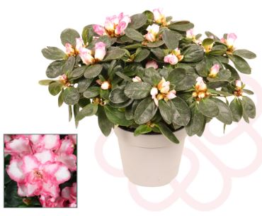 Bild på Azalea D14 X 6 Skalleberg