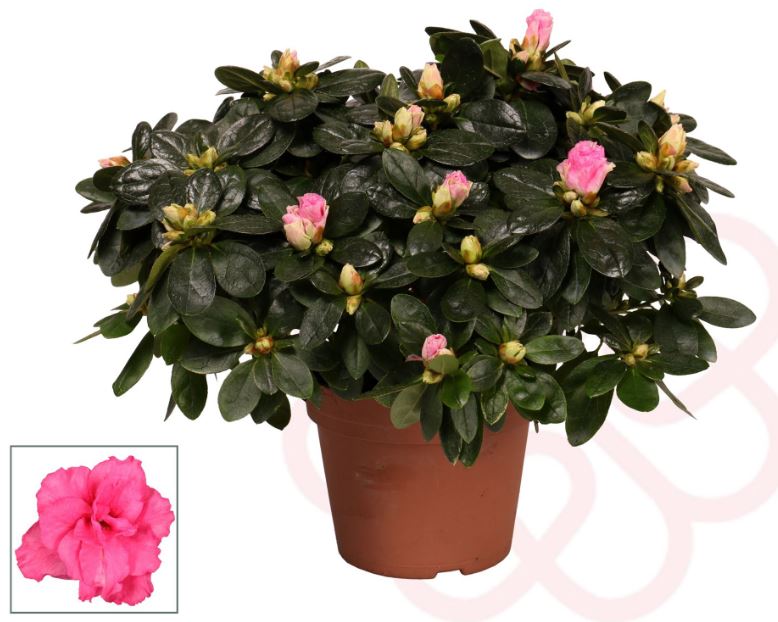 Bild på Azalea D14 X 6 Skalleberg