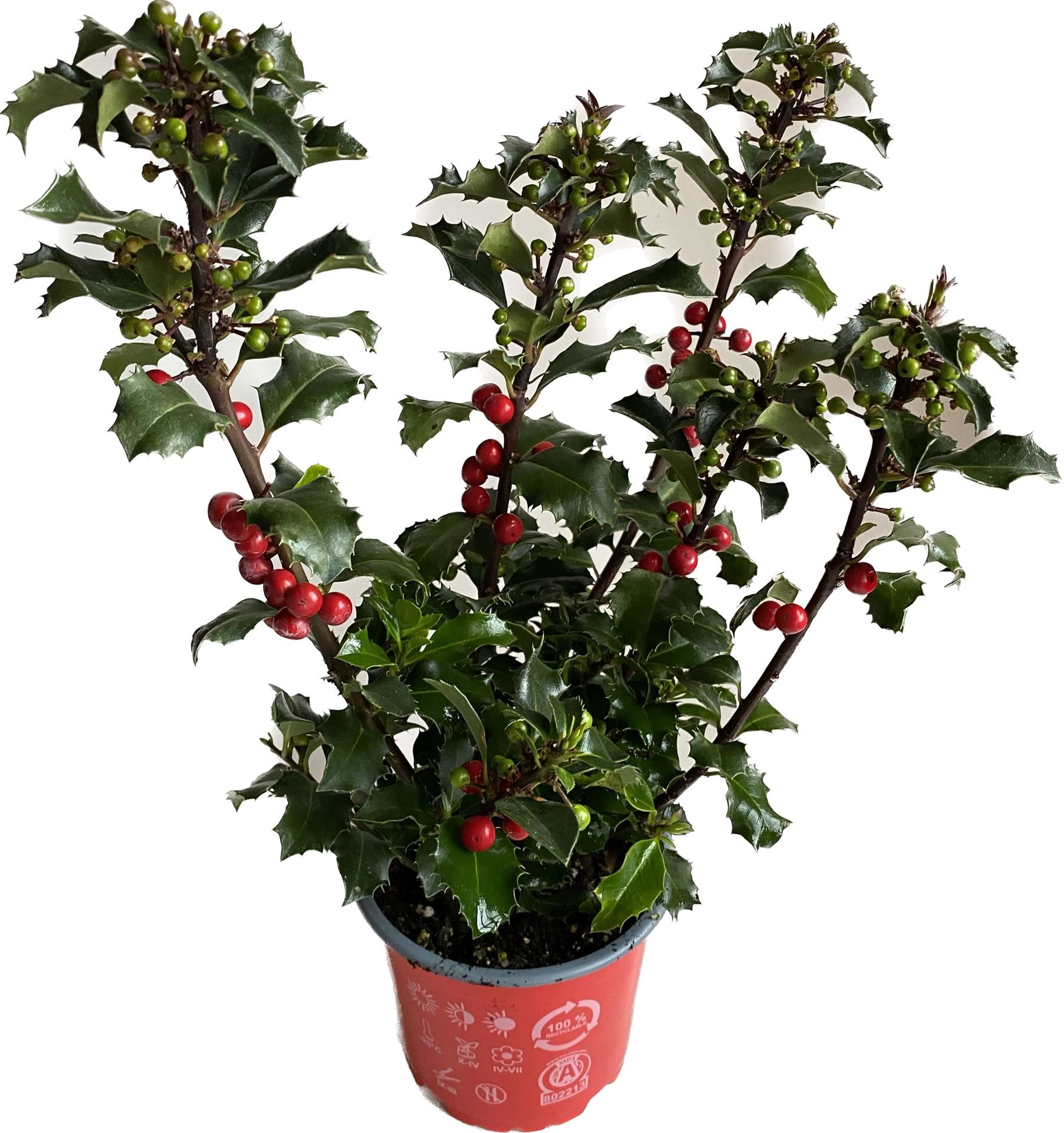 Bild på Krukväxter Ilex Aquifolium *10