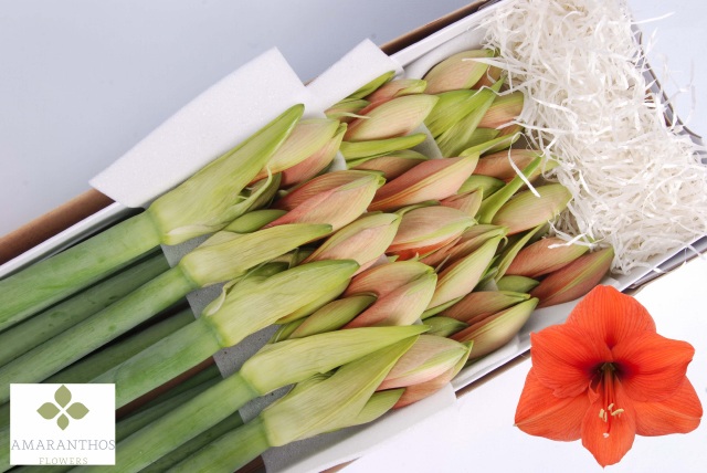 Bild på Amaryllis Desire 4 Klockor (Hellåda=10)