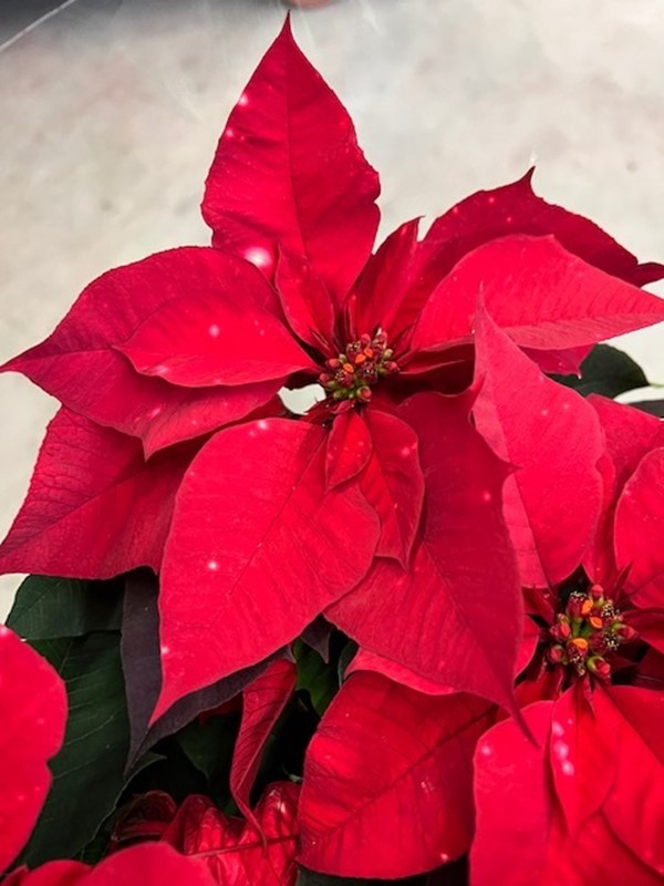 Bild på Julstjärna Grenade Skystar *3