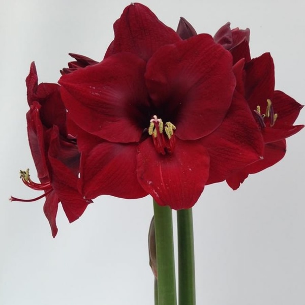Bild på Krukväxter Amaryllis Exklusiv *8 Mandela/Anders F
