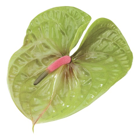 Bild på Anthurium Pistache *10