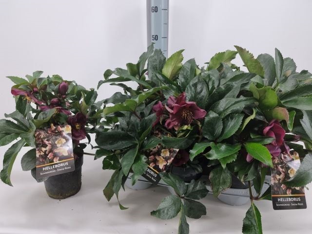 Bild på Helleborus D15 X 6 Early Red