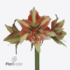 Bild på Amaryllis Bentley *12
