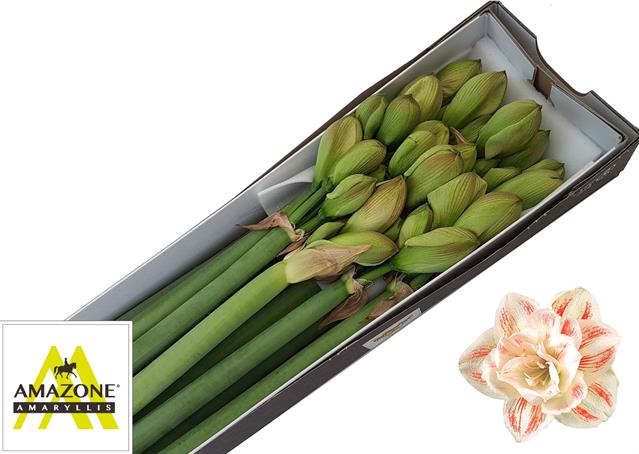 Bild på Amaryllis Dubbel Nymph *10