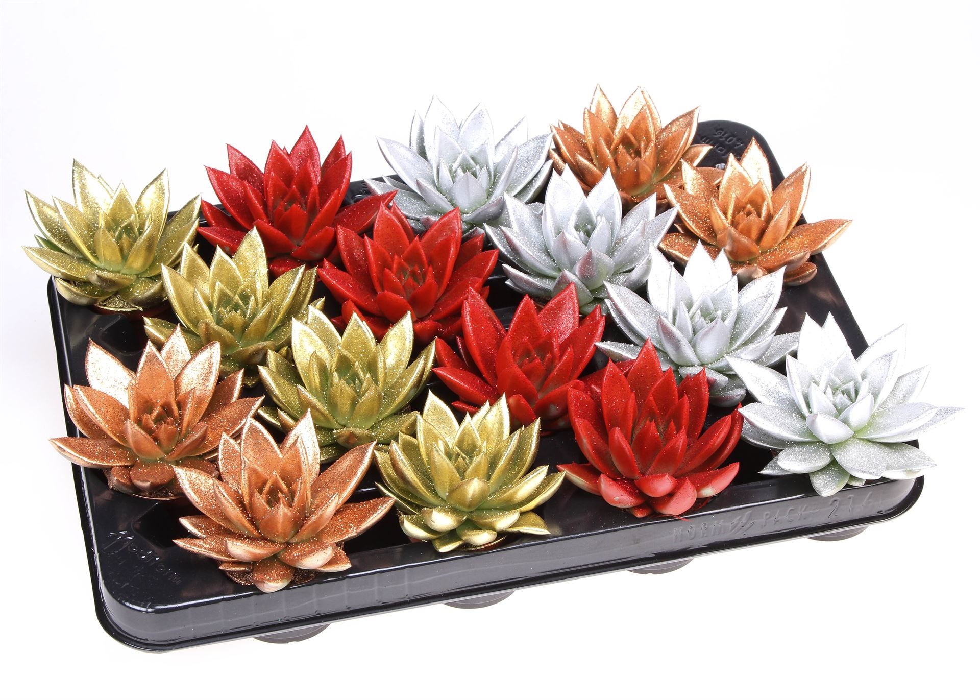Bild på Echeveria D6 X 16 Färgad Xmas Glitter