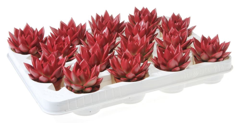 Bild på Echeveria D6 X 16 Färgad