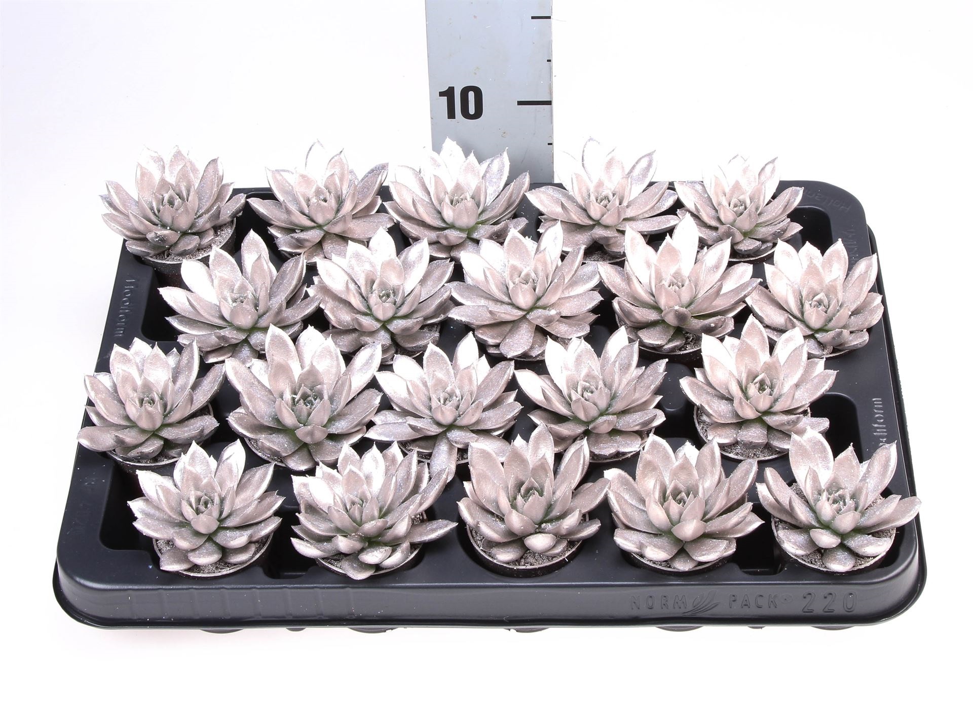 Bild på Echeveria D5,5 X 20 Färgad Glitter