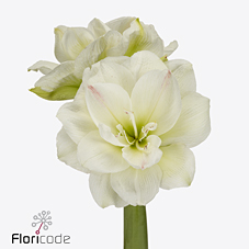 Bild på Amaryllis Double White Amadeus *10