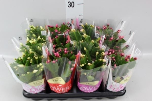 Bild på Krukväxter Schlumbergera Mix *12