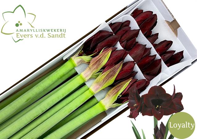 Bild på Amaryllis Loyalty 4 Klockor (Hellåda=15)
