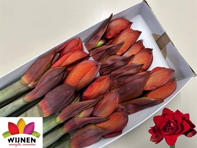 Bild på Amaryllis Double King *12