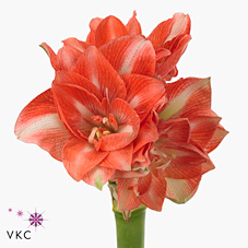 Bild på Amaryllis Double Sunny Nymph *10