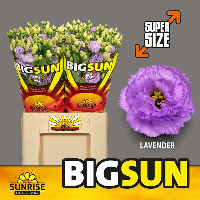 Bild på Lisianthus Dubbel Big Sun