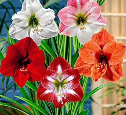 Bild på Amaryllis Prem 26/28 D13 X 8 KÖP 5 X 8 Alverbäck