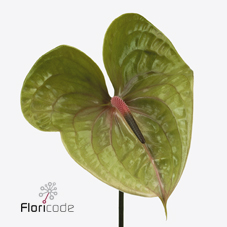 Bild på Anthurium Pistache *8