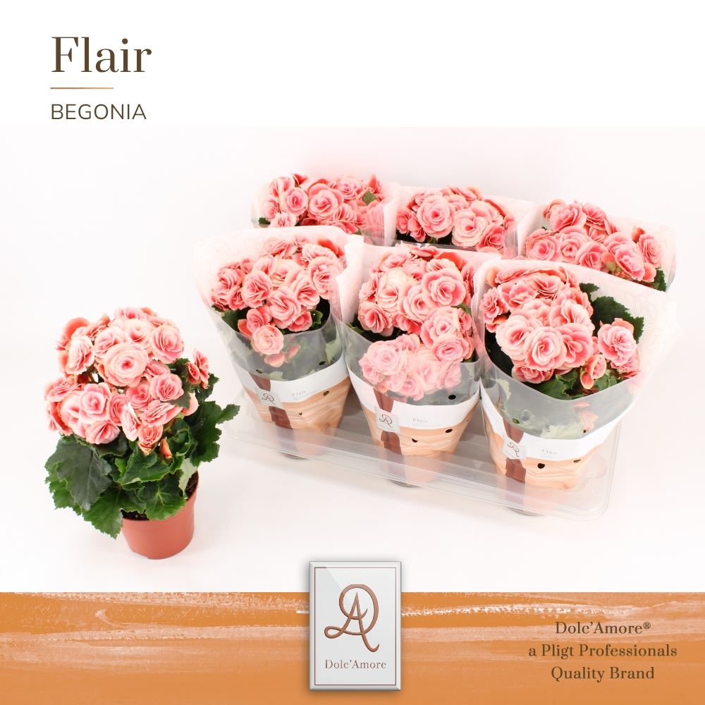 Bild på Begonia Big Flower D14 X 6 Borias